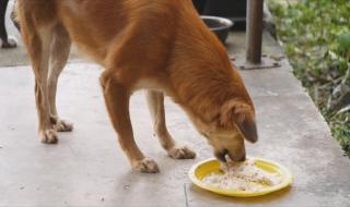 泰迪能吃白米饭吗 狗可以吃米饭吗